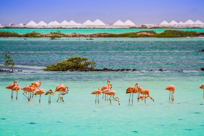 Flamingos e outros animais selvagens fazem da ilha um lar / Tourism Corporation Bonaire