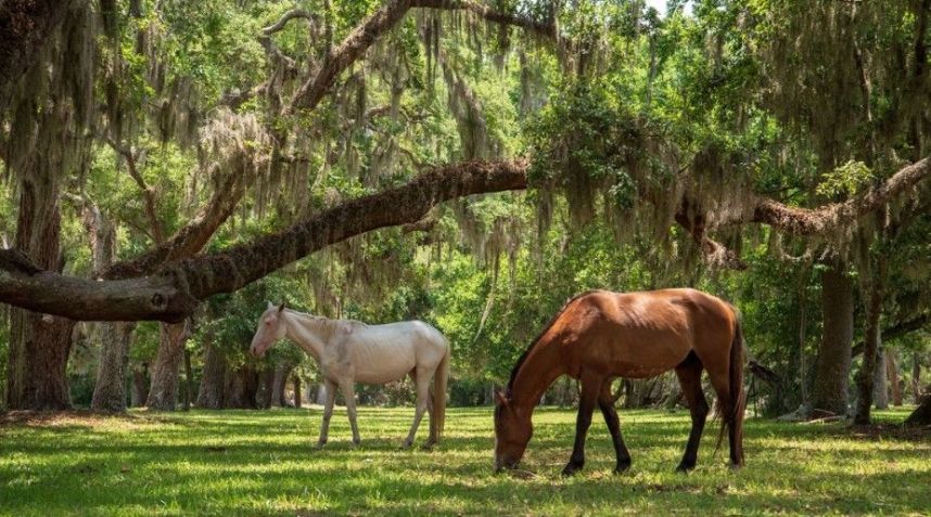 Cumberland Island National Seashore, Geórgia / Joe C. Tabb/Adobe Stock