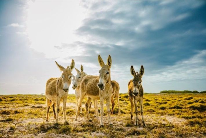 Ilha holandesa de Bonaire tem um compromisso comunitário com a conservação e conta com santuário de burros e flamingos / Tourism Corporation Bonaire