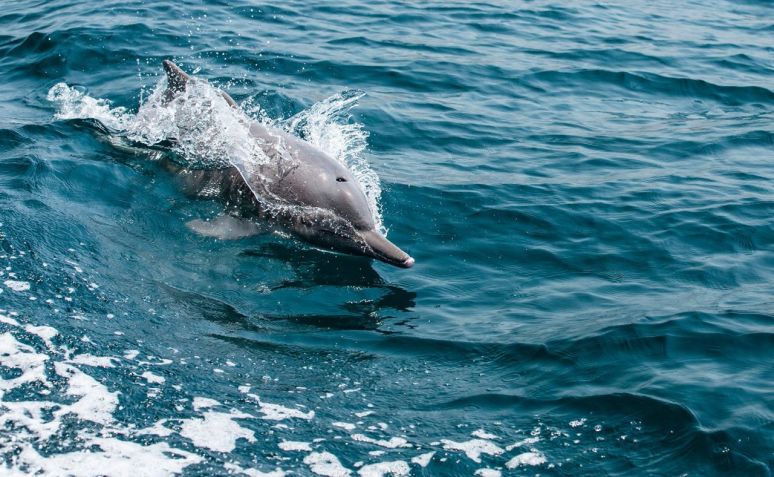 Observação de golfinhos: Os golfinhos eram abundantes na viagem da CNN pelas águas locais / Katiekk2/iStockphoto/Getty Images