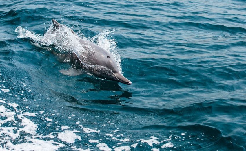 Observação de golfinhos: Os golfinhos eram abundantes na viagem da CNN pelas águas locais / Katiekk2/iStockphoto/Getty Images