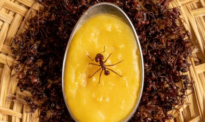 Cabrito, tucupi, formiga: movimento da literatura brasileira faz receitas populares virarem alta gastronomia