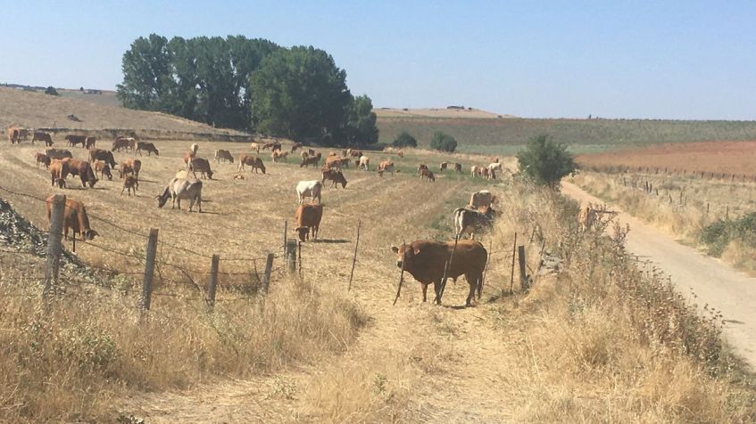 Touros espanhóis na rota Camino Via de la Plata / James Jeffrey
