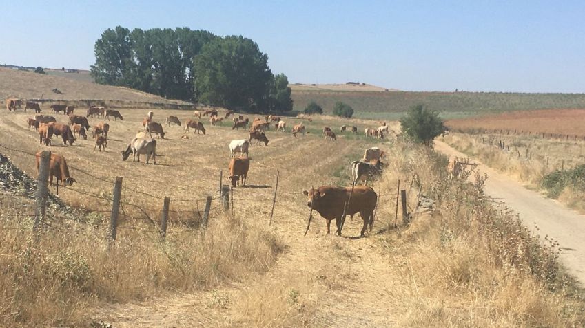 Touros espanhóis na rota Camino Via de la Plata / James Jeffrey