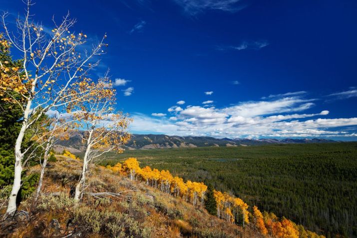 Uma linha de álamos dourados enfeita uma encosta nas montanhas Sawtooth em Stanley, Idaho / Anna Gorin/Moment RF/Getty Images