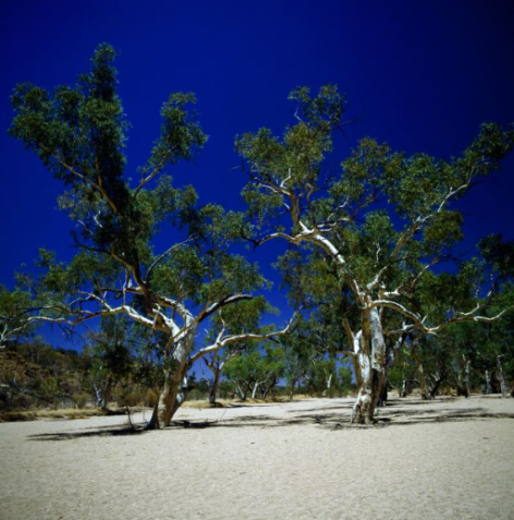 Austrália: Cobrindo 36.000 quilômetros quadrados, o Parque Nacional do Deserto Munga-Thirri-Simpson protege as belas paisagens desérticas da Austrália / P. Jaccod/De Agostini/Getty Images