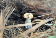 Na boca do povo: shitake, shimeji, champignon… brasileiro nunca pesquisou tanto sobre cogumelos
