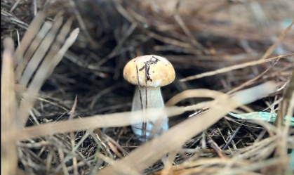 Na boca do povo: shitake, shimeji, champignon... brasileiro nunca pesquisou tanto sobre cogumelos