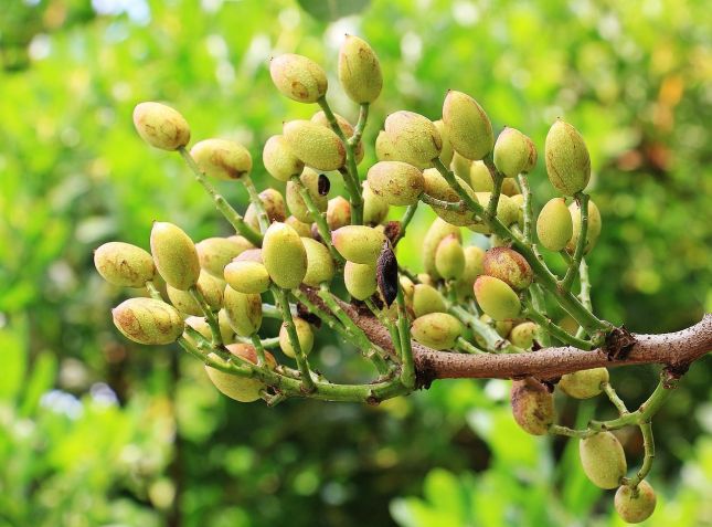 Árvore de pistache: Brasil ainda não tem produção da iguaria / Foto: NoName_13 por Pixabay