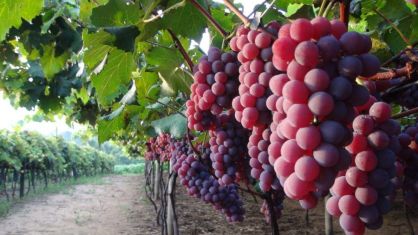 Cachos de uva niagara