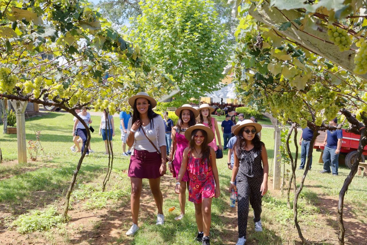 Vinícolas oferecem experiências focadas no período de colheita; na imagem, turistas na Vinícola Goés / Divulgação Vinícola Góes