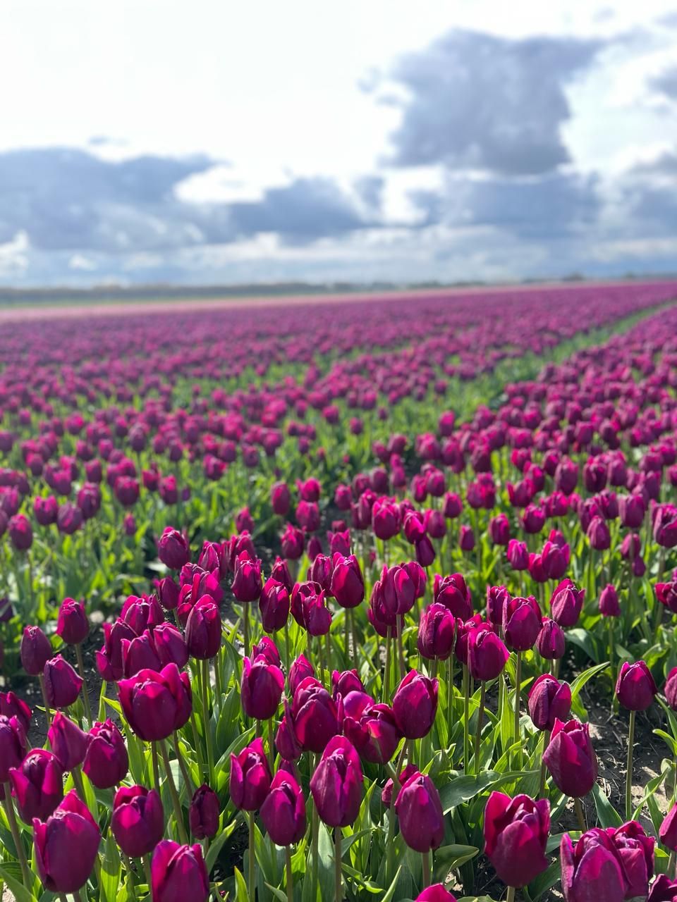 Campos de tulipa na Holanda são encontrados pela estrada. Propriedades são privadas, mas turistas as utilizam para fotos / Karina Saab/Arquivo pessoal