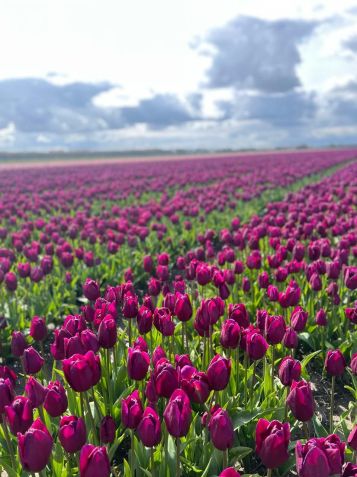 Campos de tulipa na Holanda são encontrados pela estrada. Propriedades são privadas, mas turistas as utilizam para fotos / Karina Saab/Arquivo pessoal