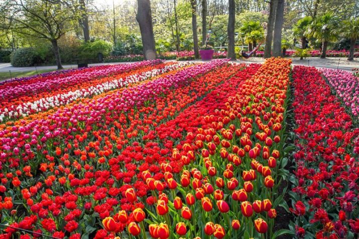 Parque Keukenhof abre as portas somente por um período no ano; em 2024, o público poderá visitar suas mais de 7 milhões de flores a partir de 21 de março / Divulgação Keukenhof