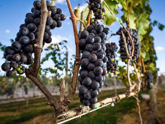 O cultivo das castas só é possível no Cerrado devido a tecnologia da "dupla poda" ou "poda invertida" / Villa Triacca/Facebook