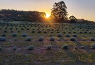 No Paraná, Rota da Lavanda atrai turistas e encanta fãs da planta