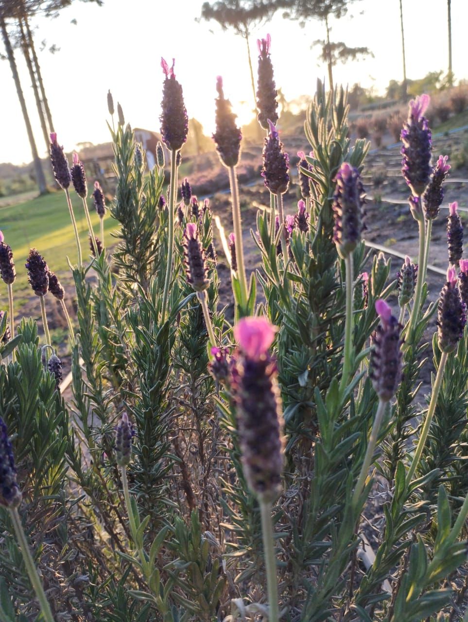 Famosa por sua tonalidade roxa, Lavanda é conhecida por seu aroma inconfundível e suas propriedades terapêuticas / Divulgação