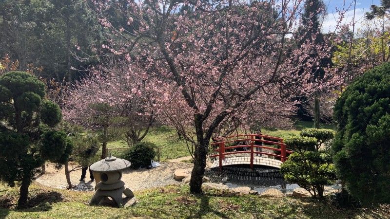 Jardim Oriental, no Parque das Cerejeiras / Divulgação