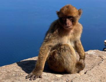Macaco-de-gibraltar no Parque Nacional de Gouraya