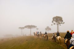 Fila de cavalos levando pessoas em passeios
