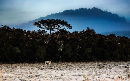 Vaca parece se alimentar em campo próximo a árvores