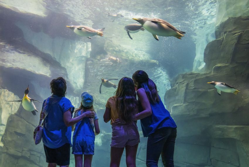Habitat de pinguins no SeaWorld Orlando / Divulgação
