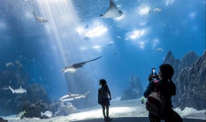 Oceanario de Lisboa - Pedro Pina