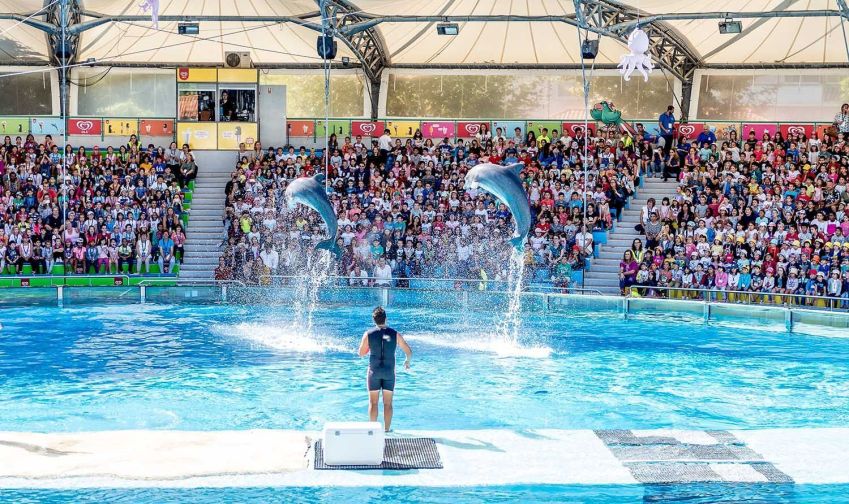 Os golfinhos do zoológico de Lisboa fazem sucesso entre as mais de 300 espécies habitantes / Turismo Lisboa