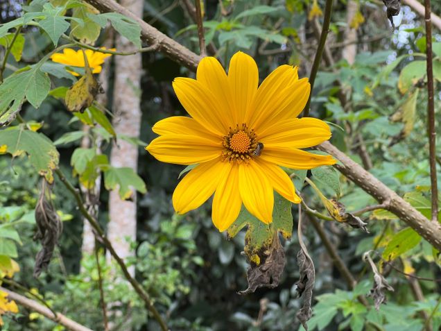 Diferente das abelhas europeias e africanas, as abelhas nativas e sem ferrão vivem em pequenas comunidades • Carol Daher