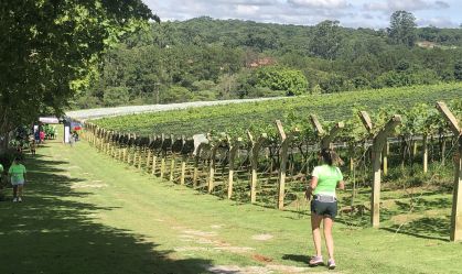 Vinhedos se transformam em cenários de corridas esportivas pelo país
