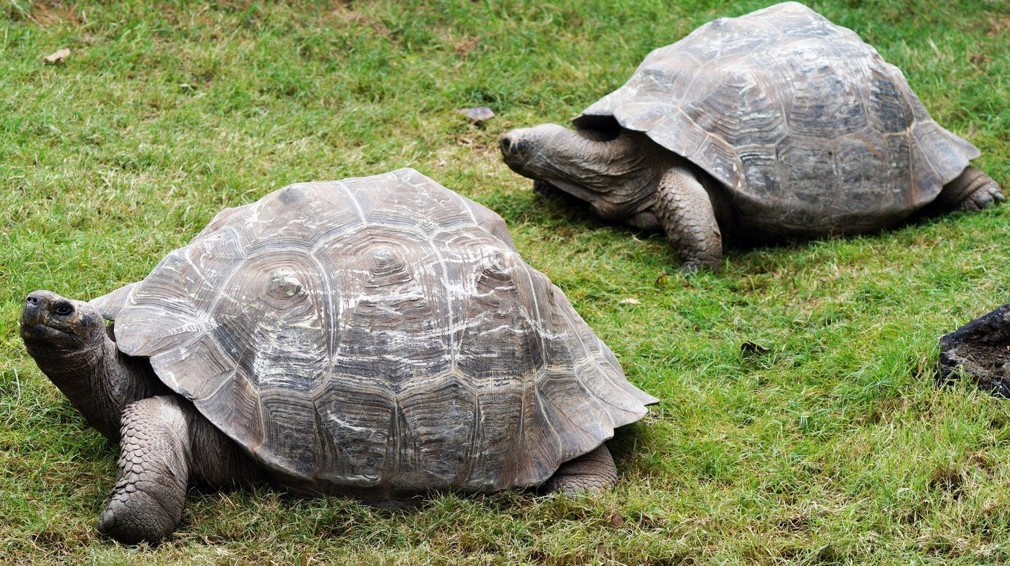 Tartaruga-gigante-de-galápagos é uma das espécies residentes no zoológico de Houston • Houston First Corporation