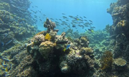 Turistas plantam "bebês" de corais em prol de turismo sustentável na Austrália