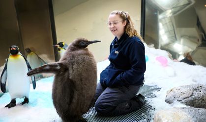 Conheça o filhote de pinguim que teve chá revelação e pesa mais de 20 kg