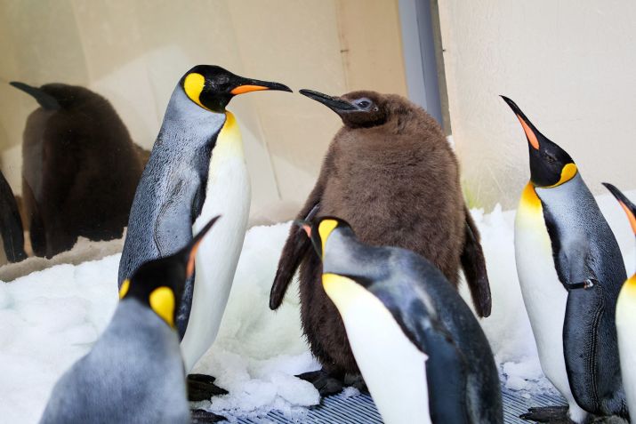 Pesto enquanto socializa com os outros pinguins de sua colônia • SEA LIFE Melbourne Aquarium