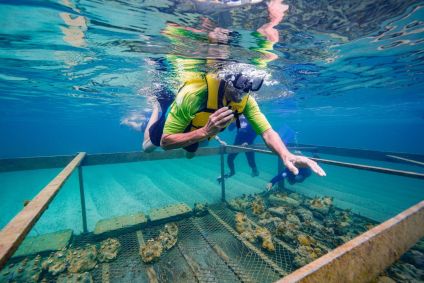 corais em porto de galinhas