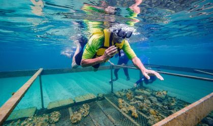 Turismo regenerativo: nova forma de viajar oferece plantio de corais no Brasil