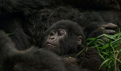 Conheça passeio em Uganda de R$ 4,4 mil a hora e veja por que viagem vale a pena