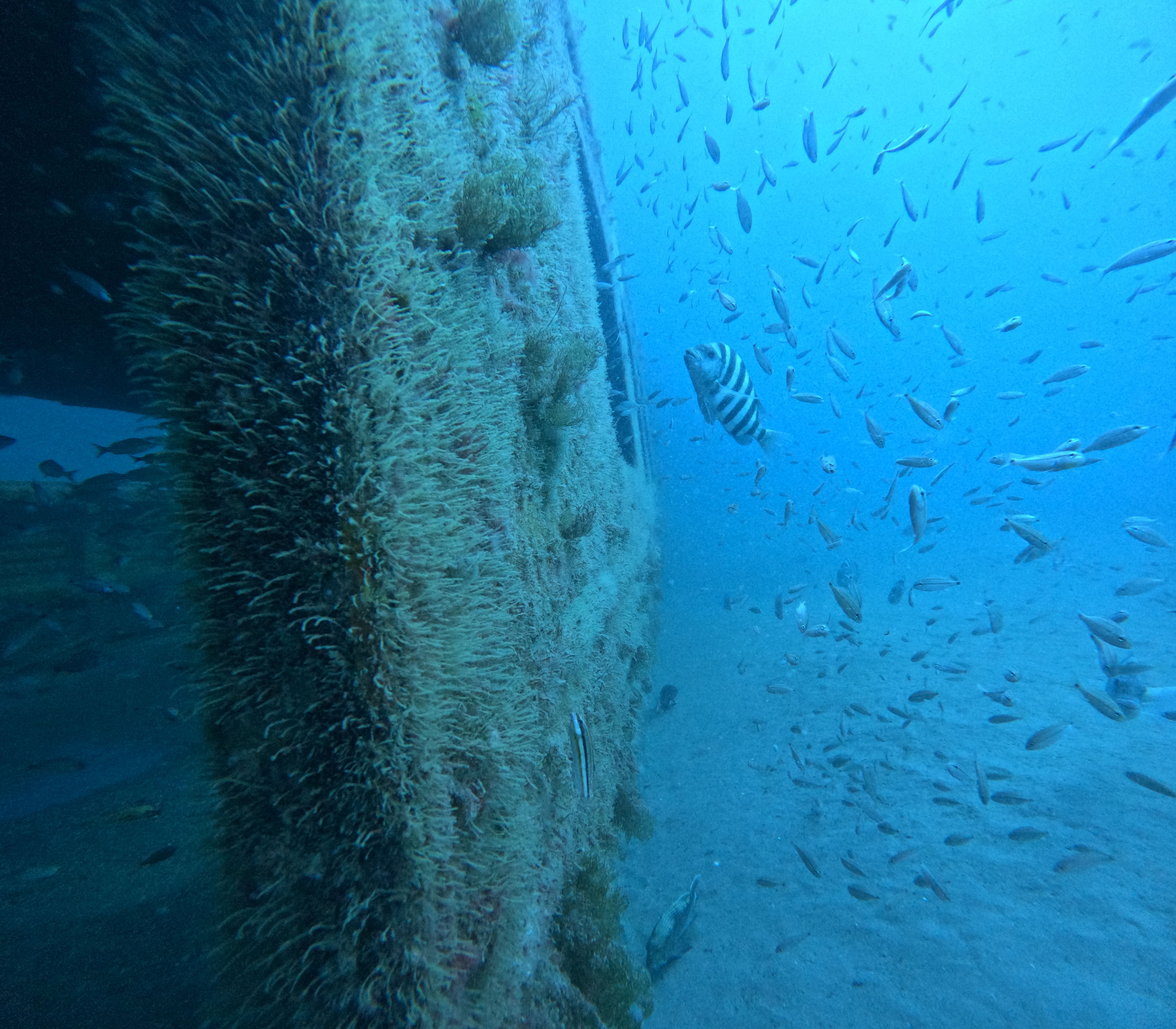 Peixes nadam em um recife artificial criado por vagões da MARTA no Oceano Atlântico • MARTA/Georgia Department of Natural Resources via CNN Newsource