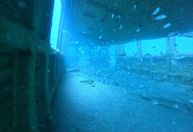 Tartarugas moram em vagões de metrô submersos no mar nos EUA