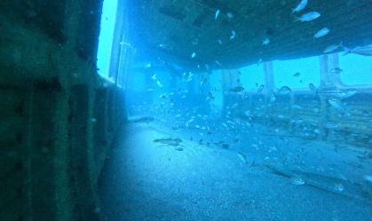 Tartarugas moram em vagões de metrô submersos no mar nos EUA