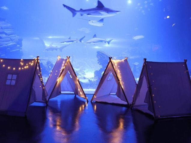 Atlantis Aquarium Madrid tem até atividade noturna para toda a família • Divulgação/Atlantis Aquarium Madrid