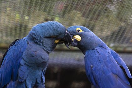 Araras-azuis-de-lear no Zoológico de São Paulo