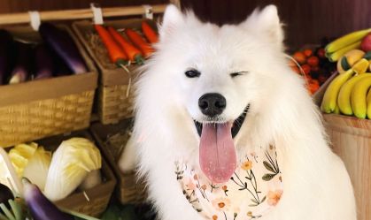 Cafés com pets: estabelecimentos empregam animais de estimação na China; entenda