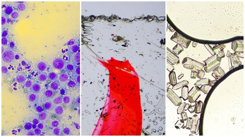 Montagem a partir de imagens de Gisele Conti • Divulgação/Casa de Portinari/Gisele Conti