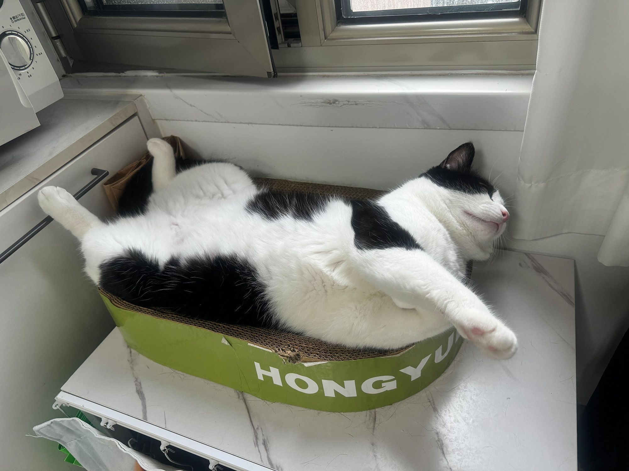 De acordo com sua dona, Zhang Bu'er é um gato altamente empregável, pronto para trabalhar por comida ou petiscos • Xin Xin via CNN Newsource