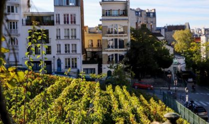 Conheça vinhedo secreto no meio de Paris, onde bebida tem "um ar de mistério"