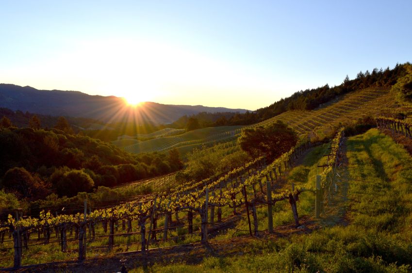 Vinhedos em Napa Valley, uma das mas importantes regiões vitivinícolas dos Estados Unidos • Napa Valley Vintners