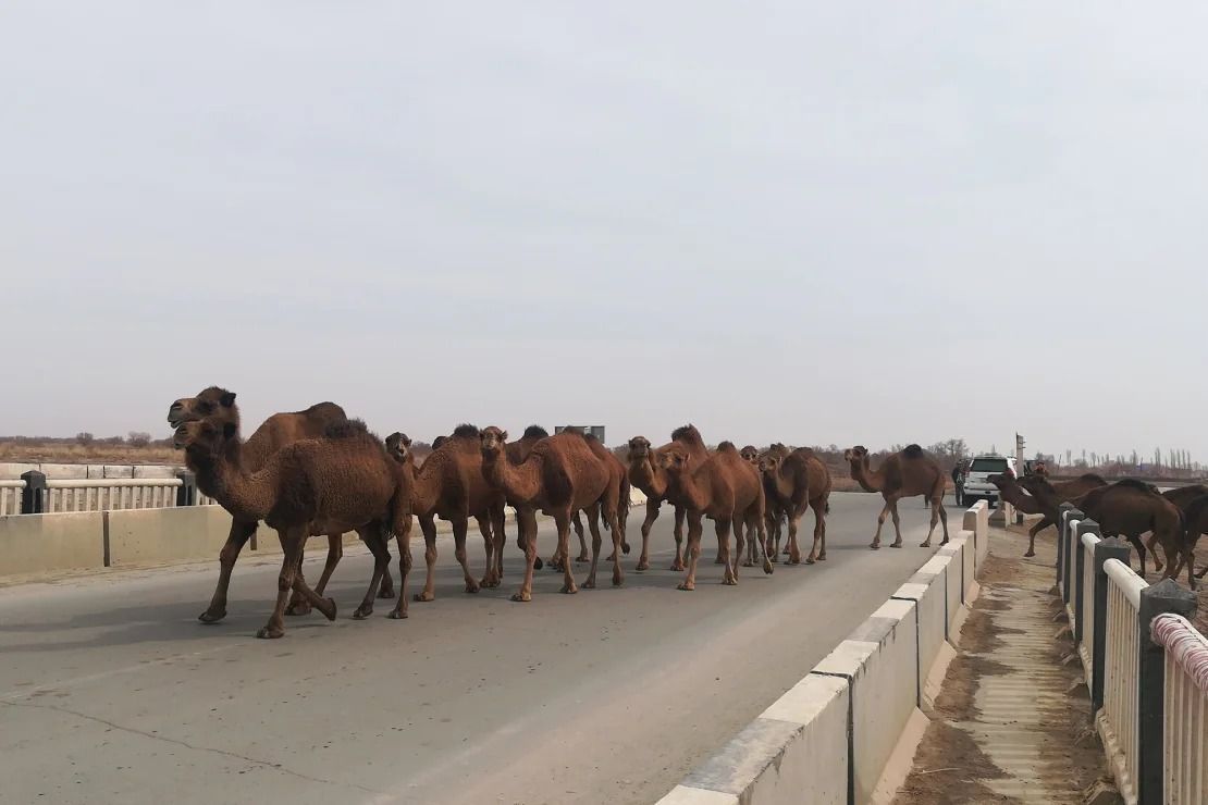 A viagem dos Keffer ao Mar de Aral foi brevemente interrompida por camelos no caminho • Zora Keffer