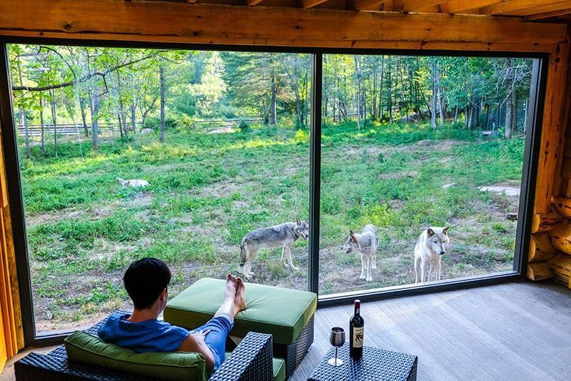parc omega dormir com lobos canada