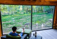 Dormir com lobos? Veja 5 hotéis no meio de florestas e vida selvagem no Canadá